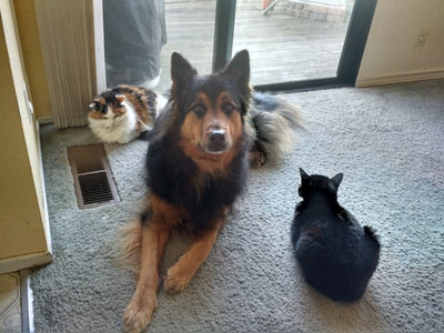 Cammy, Penny, and Hairy Pawter laying on the floor