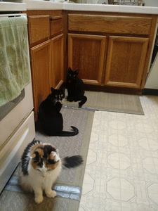 Cammy, Phoebe, and Hairy Pawter wait in the kitchen for some whipped cream
