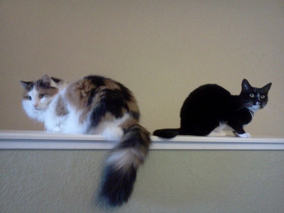 Cammy and Phoebe, bookends on a low wall