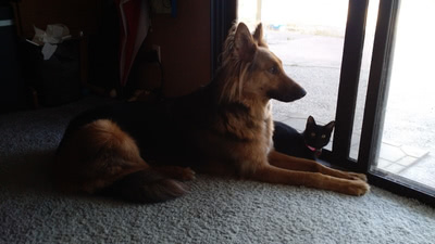 Freya and Hairy Pawter, laying and looking out the sliding door