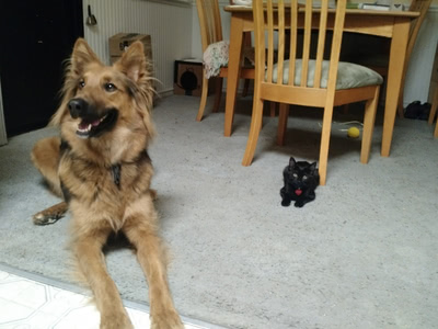 Freya and Hairy Pawter practicing long downs together (not really)