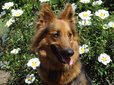 Freya sitting in front of white flowers