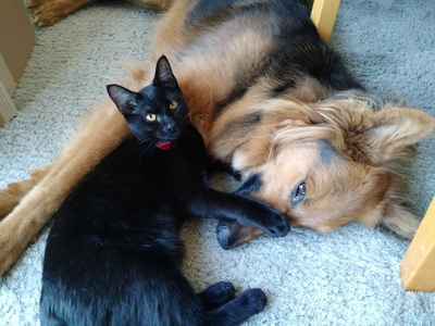 Hairy Pawter snuggled up with Freya, his paw across her muzzle