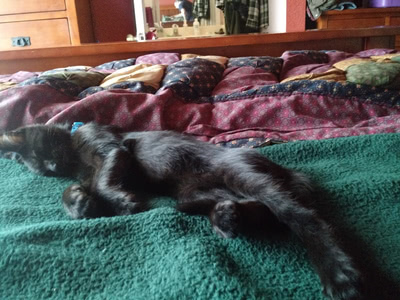 Hairy Pawter doing a 'long cat' impression on the bed