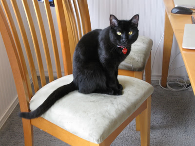 Hairy Pawter sitting on a chair