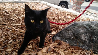 Hairy Pawter explores the outdoors on his harness and leash