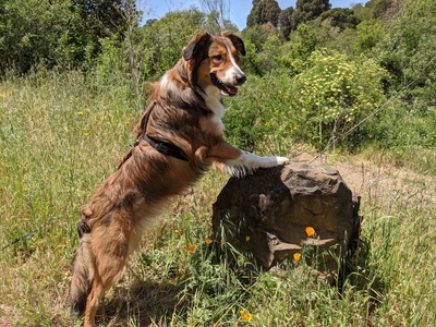 Side view of Miles with front two paws on a small boulder