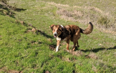 Miles trotting towards the camera through a field