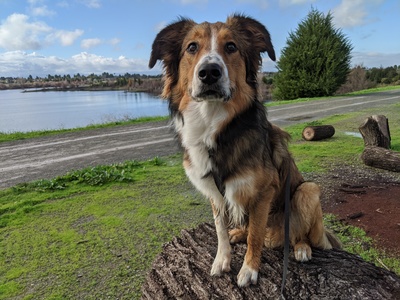 Miles sitting on a large log in front of a lake