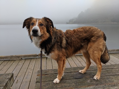 Side view of Miles standing on a bench in front of a misty lake
