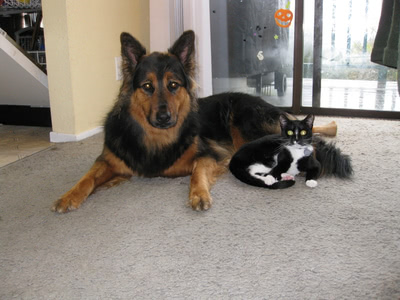 Penny laying down with Phoebe curled up right next to her