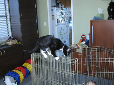 Phoebe balancing on top of an x-pen