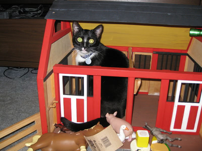 Phoebe as a 'barn cat' in a toy barn