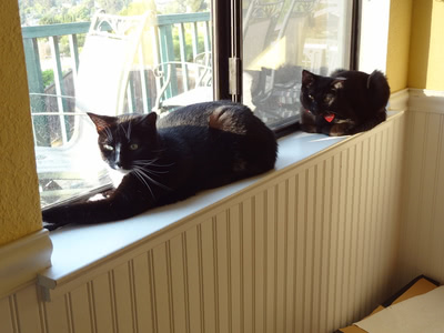 Phoebe and Hairy Pawter share a windowsill