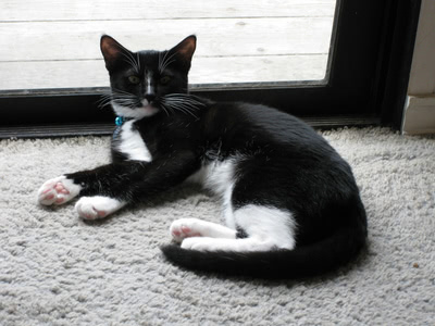 Phoebe relaxing on her side by the sliding door