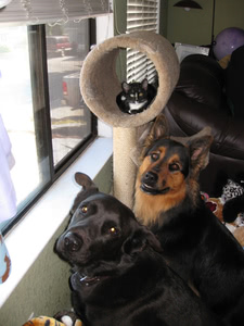 A tiny Phoebe in a cat tree tube, with Pablo and Penny sitting below