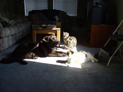 Pablo, Kirby, and Cammy sharing the same sunbeam