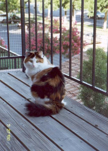 Cammy sitting on the balcony