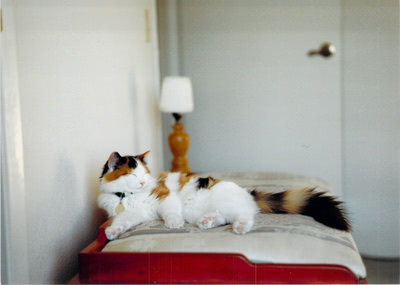 A young Cammy asleep on the cedar chest