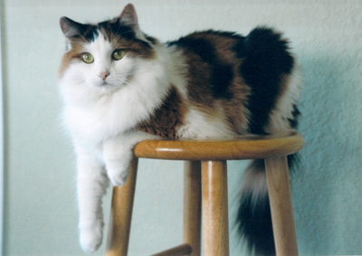 Cammy lying on a stool