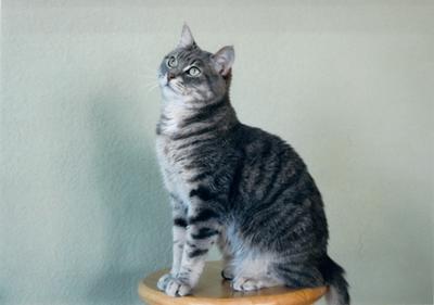 Kirby sitting on a stool