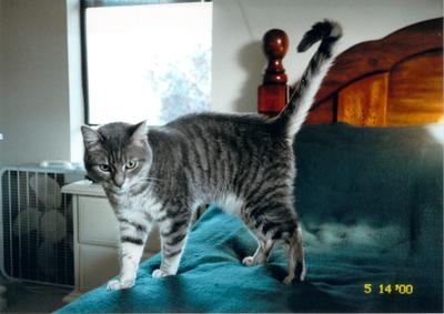 Kirby standing on the bed