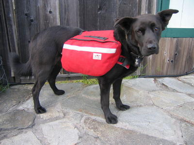 Pablo sporting his red doggie backpack