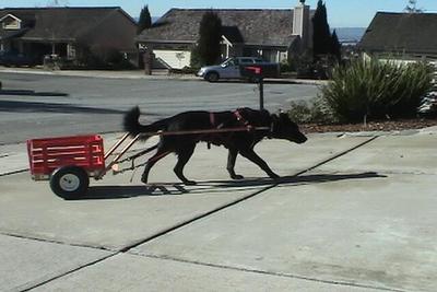 Pablo pulling his red, two-wheeled cart