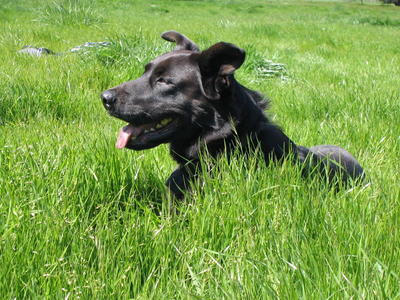 Pablo lying in the grass