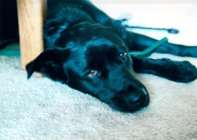 Pablo lying on the floor looking up with his eyes