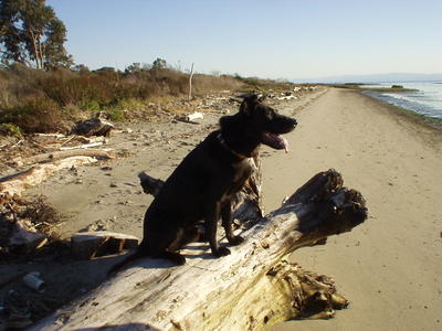 Pablo sitting on a log on the beach