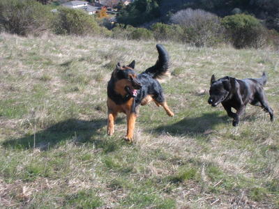 Pablo and Penny running