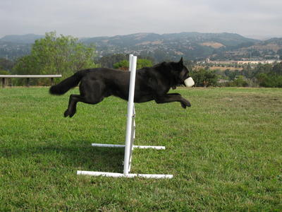 Pablo retrieving over the high jump