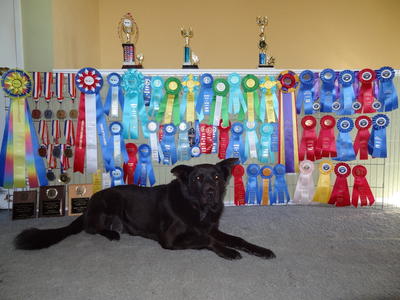 Pablo and all the ribbons, trophies, and other awards he ever earned