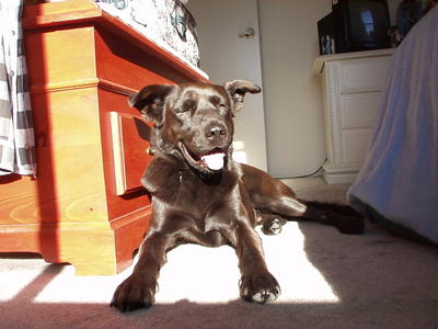 Pablo 'smiling' while lying in a sunbeam