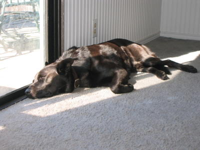 Pablo lying in a sunbeam