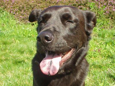 Pablo showing his spotted tongue