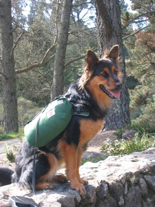 Penny sitting on a low wall while wearing her backpack