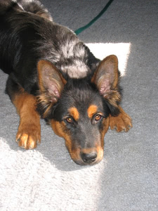 Puppy Penny laying with her head on the ground