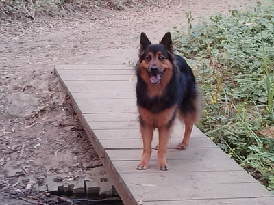 Penny standing on a foot bridge