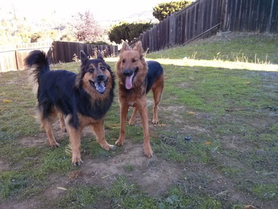 Penny and Freya stand next to each other after a romp