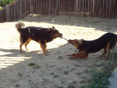 Penny and Freya tugging on a rope toy