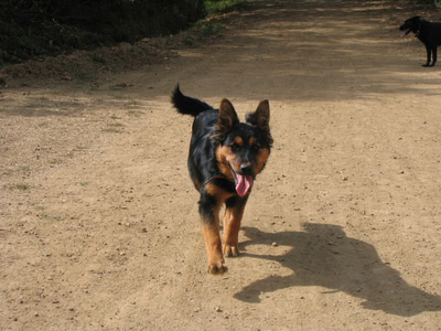 Puppy Penny running up to us on the trail