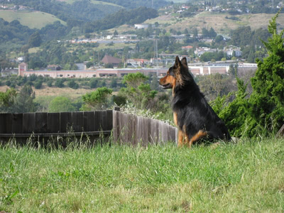 Penny sitting in the corner of the yard, looking out