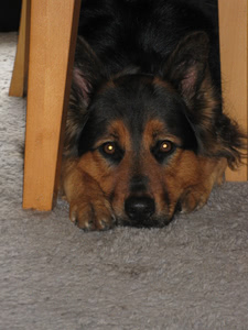 Penny in 'puppy missle' pose - head on ground between front paws