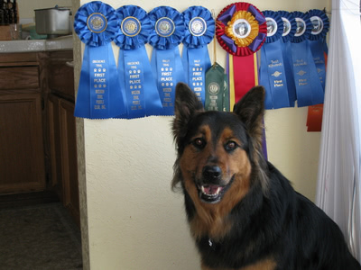 Penny with some blue ribbons from AKC Obedience, AKC Rally, and WCRL/APDT Rally