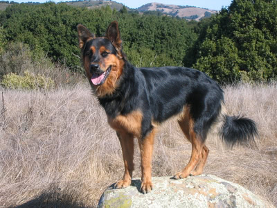 Penny standing on a rock