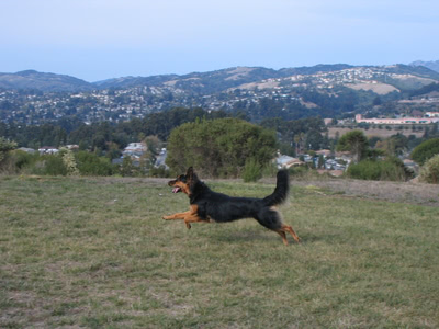 Penny running after a tennis ball
