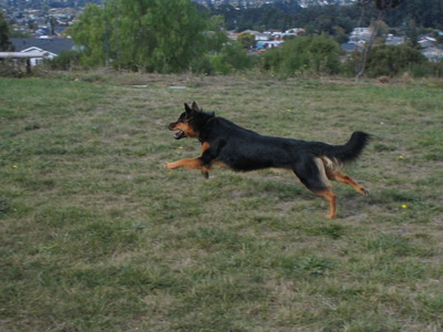 Penny running after a tennis ball