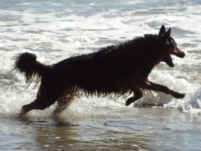 Penny charging through the surf on the beach